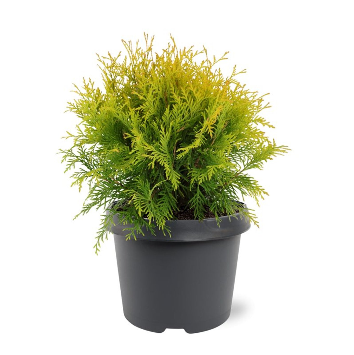 Thuja occ. 'Golden Globe' - C3 25-30 CM